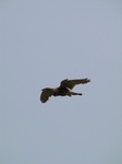 SX28418 Kestrel (Falco tinnunculus).jpg